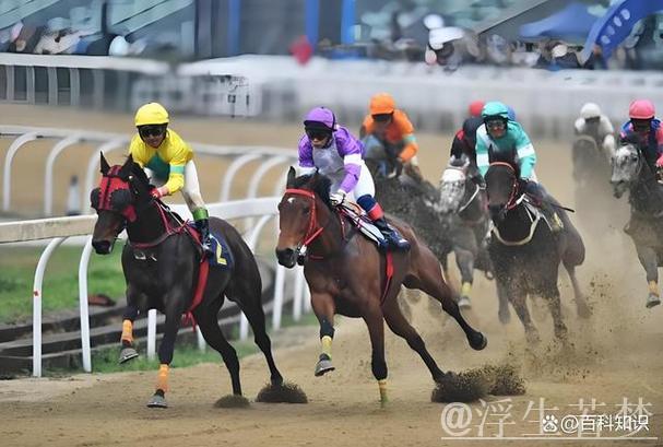 中国年轻骑手与赛马的故事 中国年轻骑手与赛马的故事